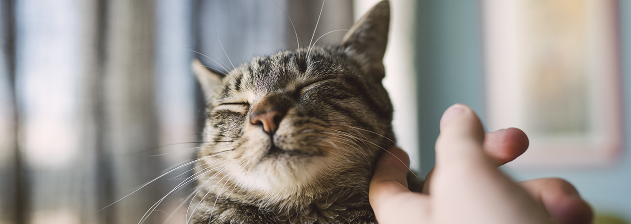 Caresser votre chat