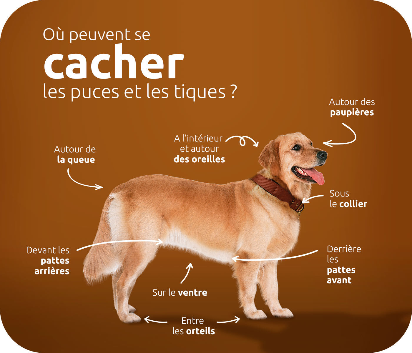 ou peuvent se cacher les puces et les tiques