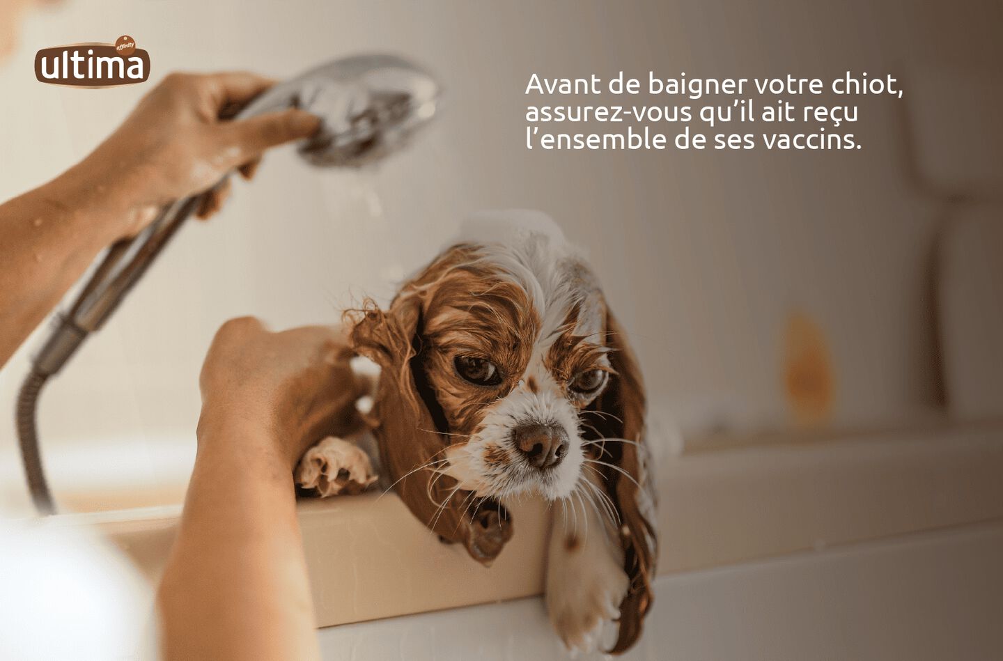 Photo de deux chiots golden retriever dans un champ fleuri. Texte : &laquo; Avant de baigner votre chiot, assurez-vous qu&rsquo;il ait re&ccedil;u l&rsquo;ensemble de ses vaccins. &raquo; Bulle au‑dessus des chiots : &laquo; Nous avons nos vaccins ! Pr&ecirc;ts &agrave; sentir les fleurs ! &raquo;