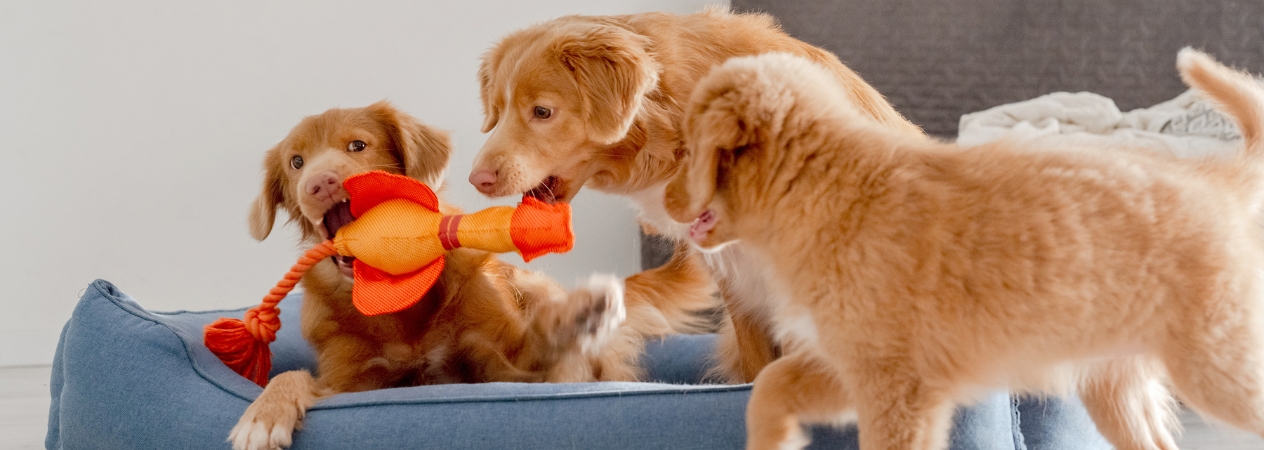 Noms de chien en B