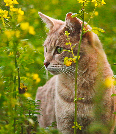 Image Link For Problèmes rencontrés au printemps chez le chat