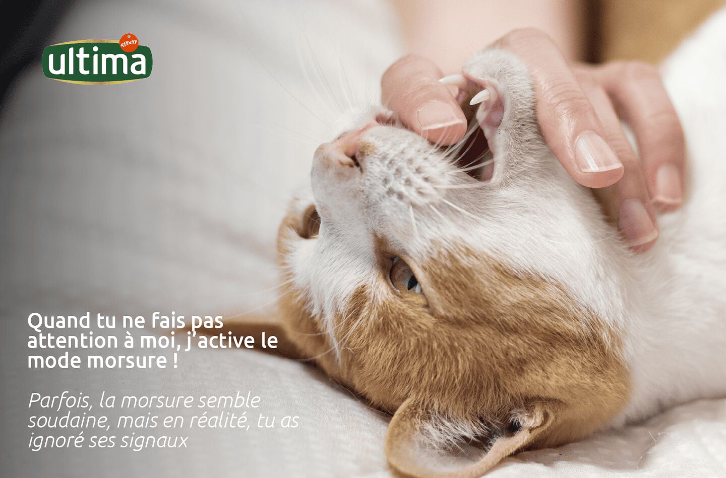 Chat blanc et orange avec les pupilles dilatées. Texte en haut : « Quand tu ne fais pas attention à moi, j’active le mode morsure ! » Texte complémentaire en bas : « *Parfois, la morsure semble soudaine, mais en réalité, tu n’a pas perçu ses signaux. »