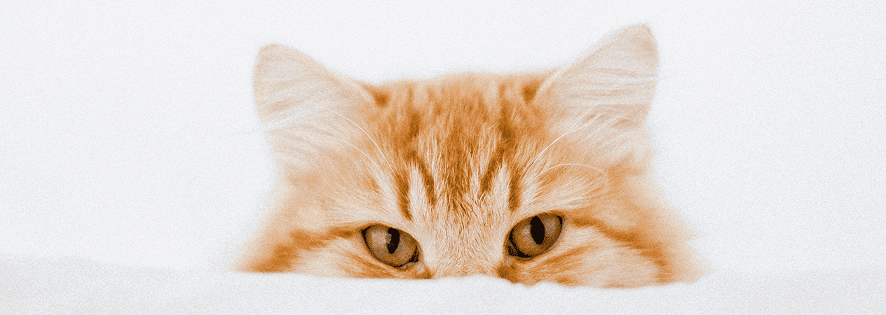 Conjonctivite chez le chats