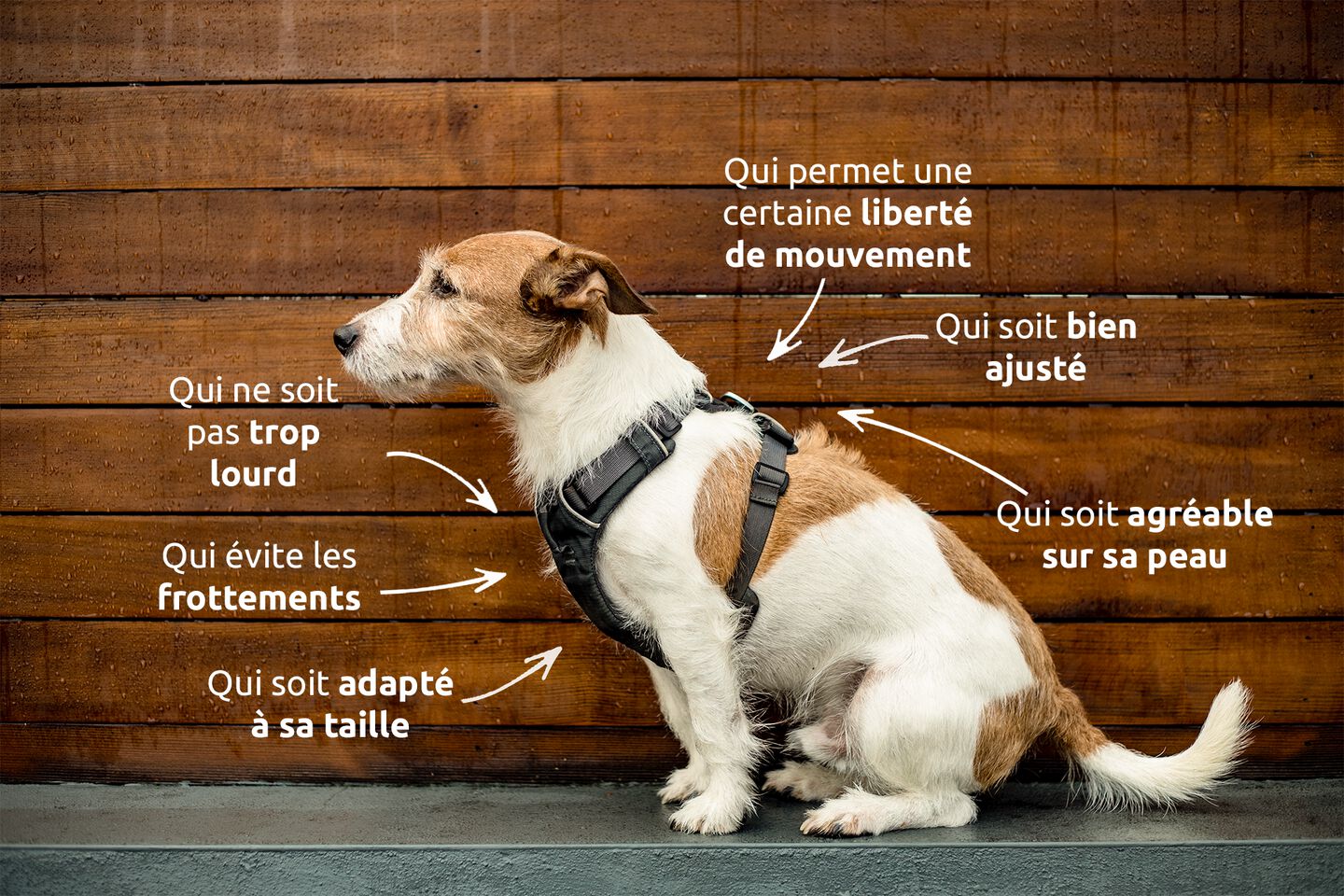 chien assis