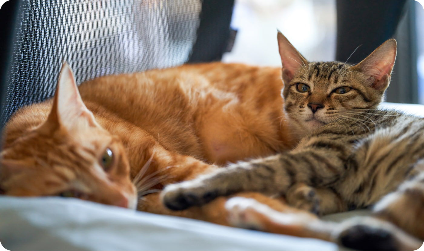 deux chats couchés