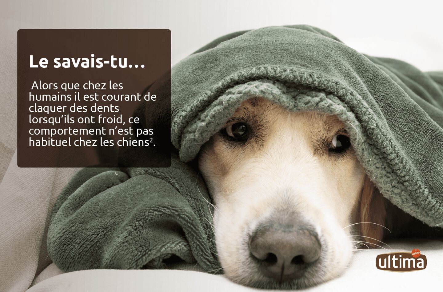 Chien blanc sur le tapis de la maison avec une couverture sur la t&ecirc;te. Texte : &laquo; Le savais-tu&hellip; Alors que chez les humains il est courant de claquer des dents lorsqu&rsquo;ils ont froid, ce comportement n&rsquo;est pas habituel chez les chiens 