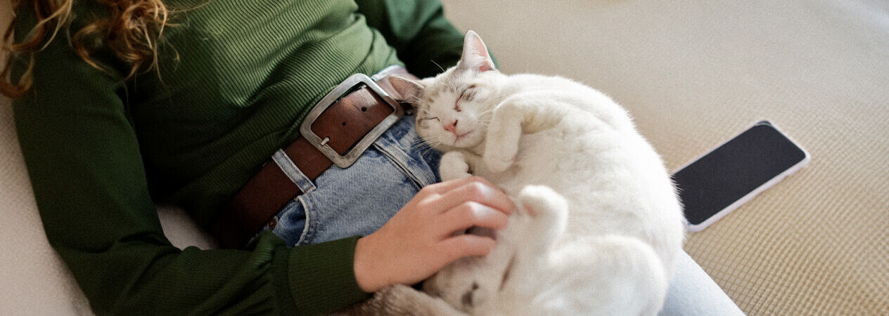 Image Link For Que faire si mon chat ne s'adapte pas &agrave; son nouveau foyer ?