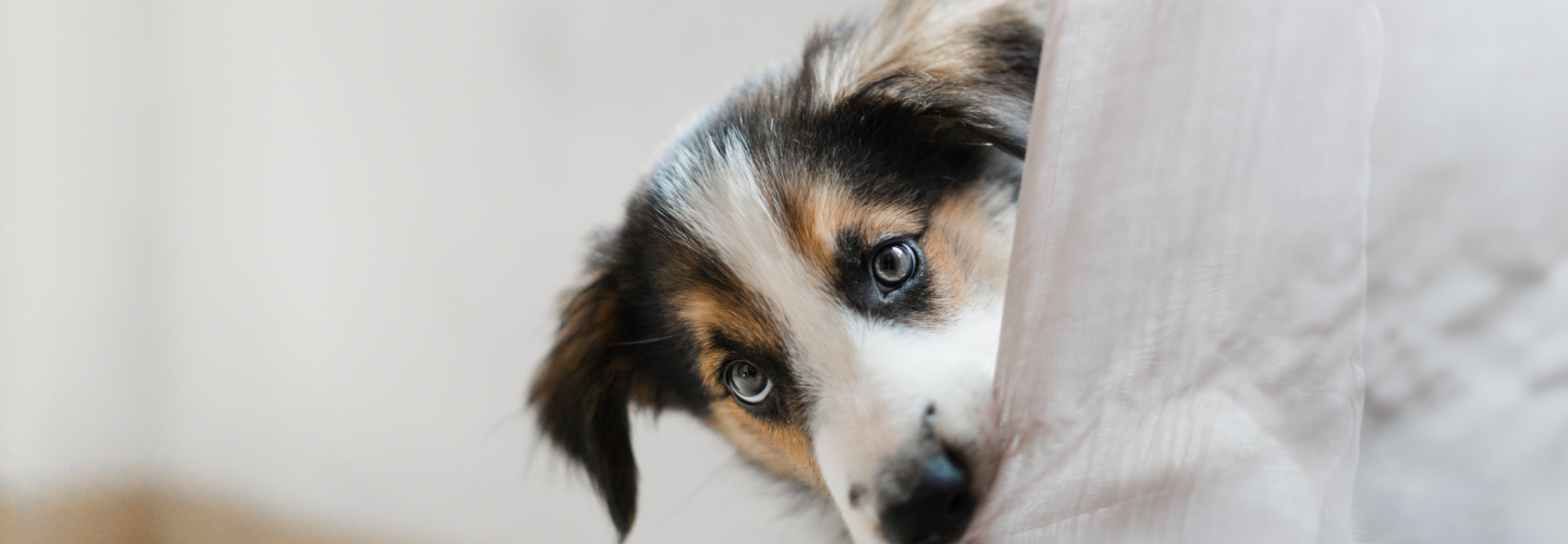 Comment éduquer un chiot ? 