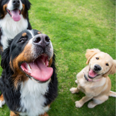 Image Link For Quel parc choisir pour son chien ?