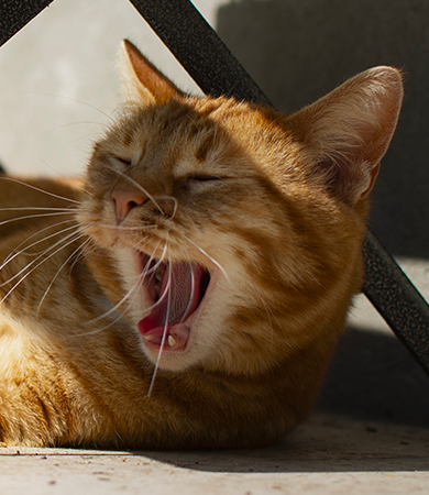 Image Link For Les chats supportent-ils la chaleur ?