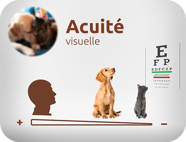 acuité visuelle