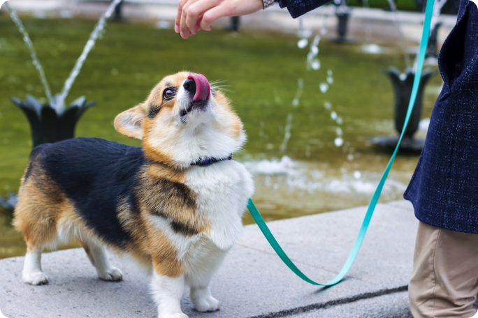 Friandises pour chiens