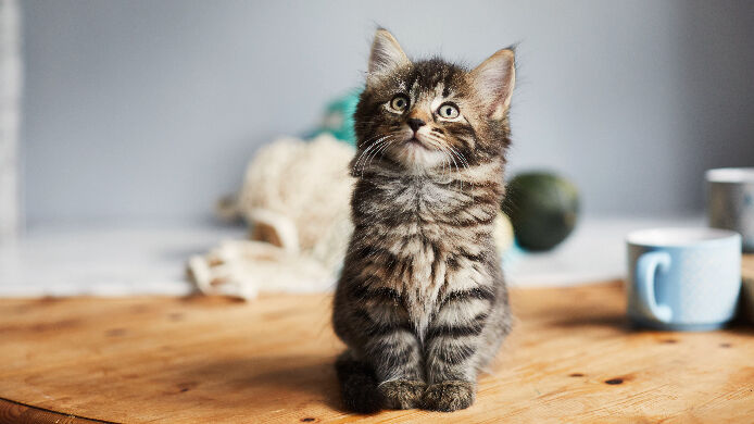 Image Link For Les 100 premiers jours avec votre chat