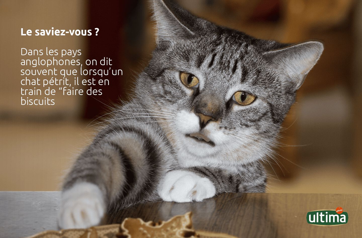 Photographie d’un petit chat devant un assortiment de biscuits fraîchement sortis du four. Texte : Le saviez-vous ? Dans les pays anglophones, on dit souvent que lorsqu’un chat pétrit, il est en train de “faire des biscuits”.