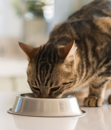 Image Link For Alimentation adaptée au chat stérilisé