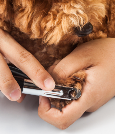 Image Link For Comment couper les griffes du chien