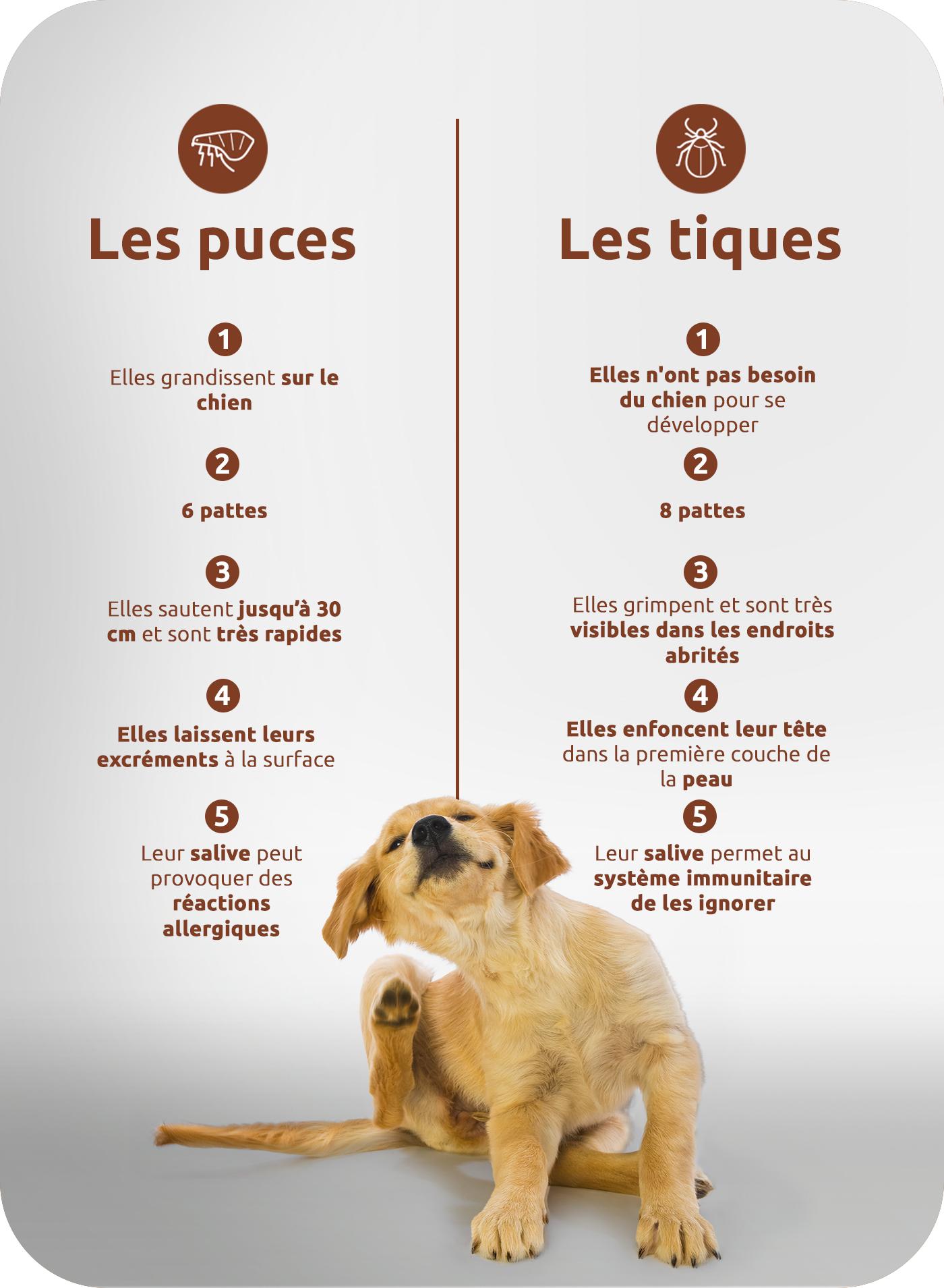 les puces, les tiques