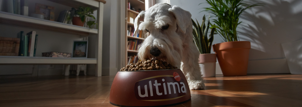 Quand passer de la nourriture du chiot à celle de l’adulte ?
