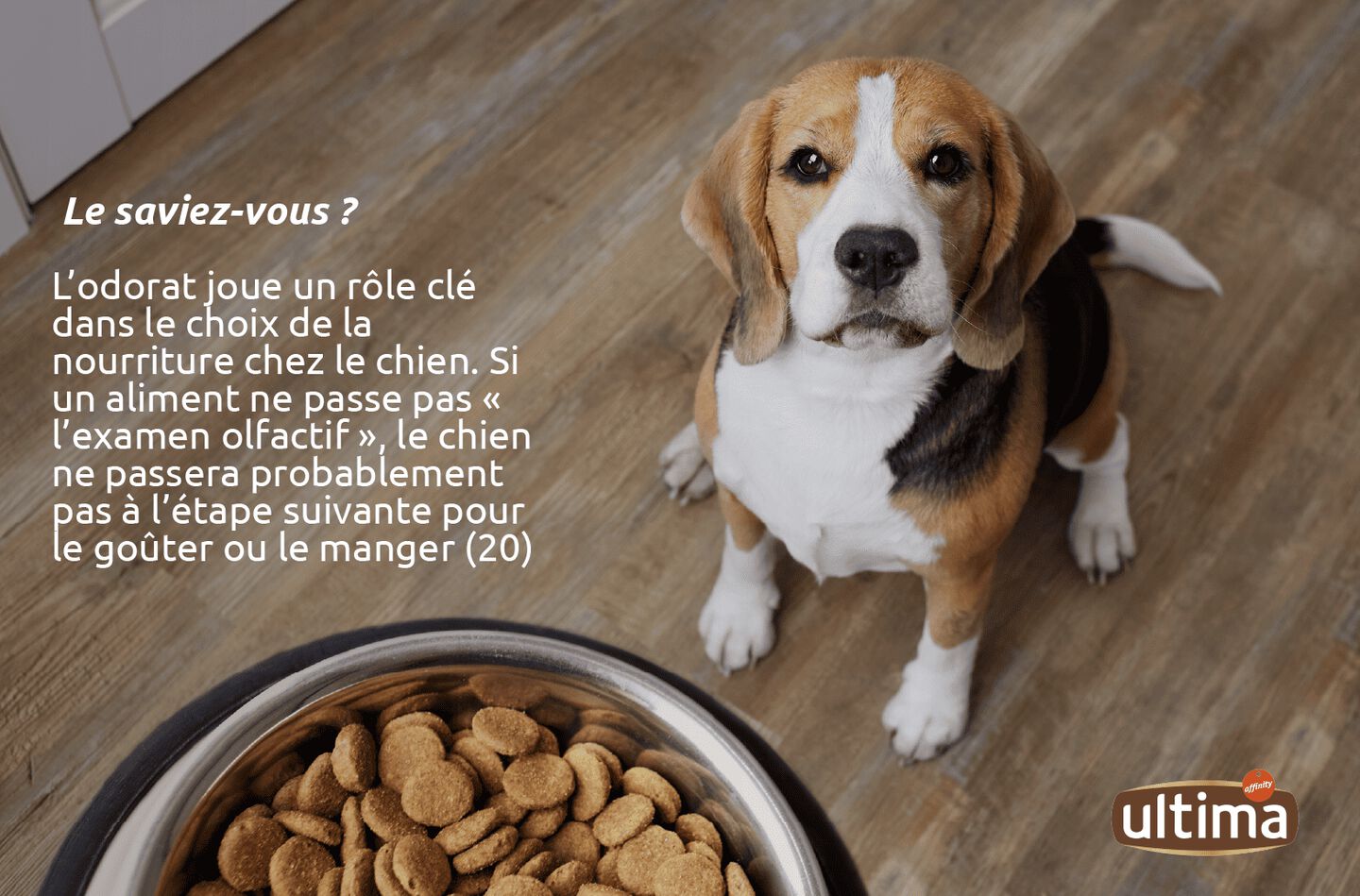 Chien regardant son pet parent, attendant sa gamelle de croquettes