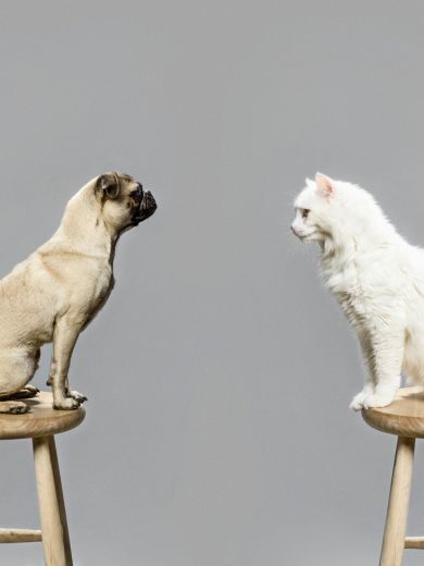 Image Link For Comment voit un chat ? Découvrez-le