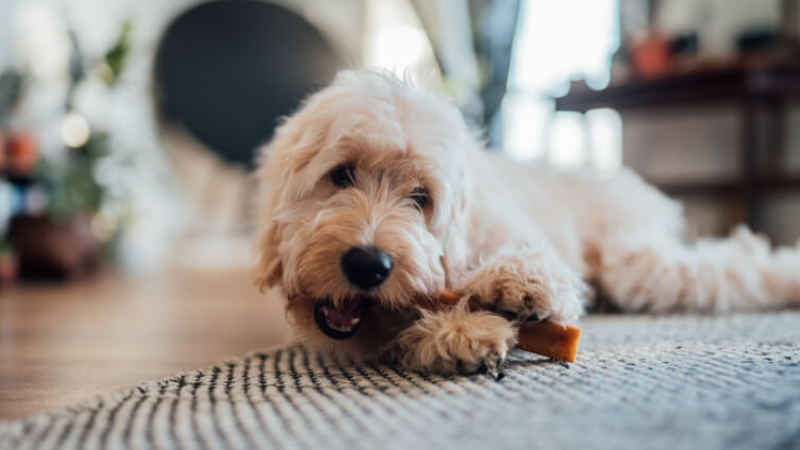 ART Cuidado dental perros peque&ntilde;os.png