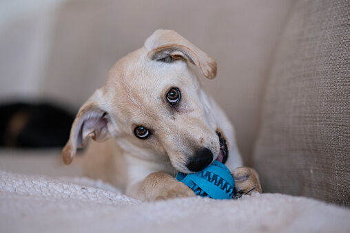 Chien mordant une balle