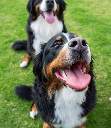 Image Link For Quel parc choisir pour son chien ?