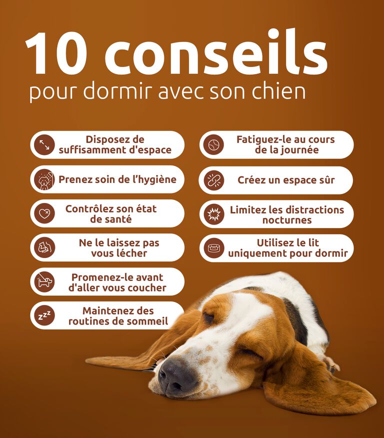 conseils pour mieux dormir avec son chien