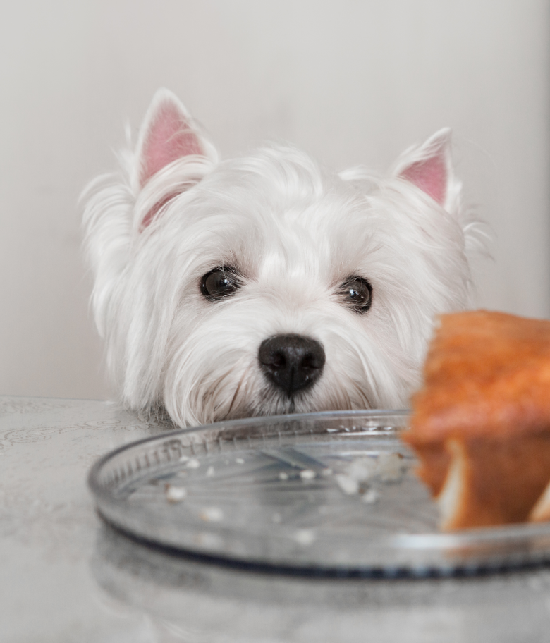 Image Link For 8 aliments dangereux pour le chien