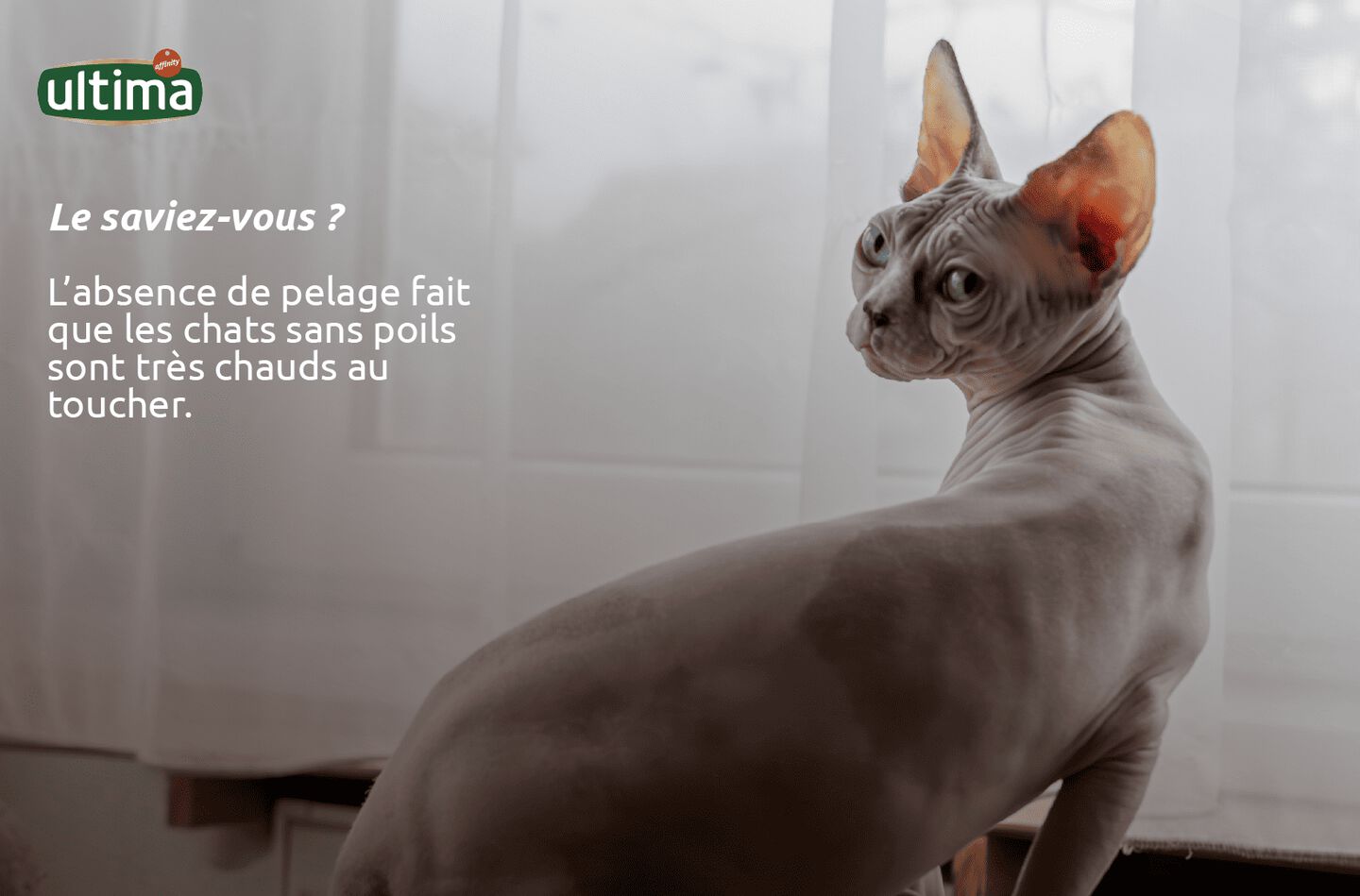 Chat sans poils avec des taches noires naturelles sur sa peau, regardant la cam&eacute;ra.