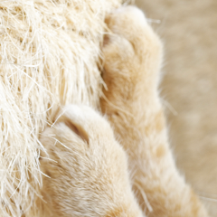 Image Link For Les griffades : un véritable besoin pour les chats