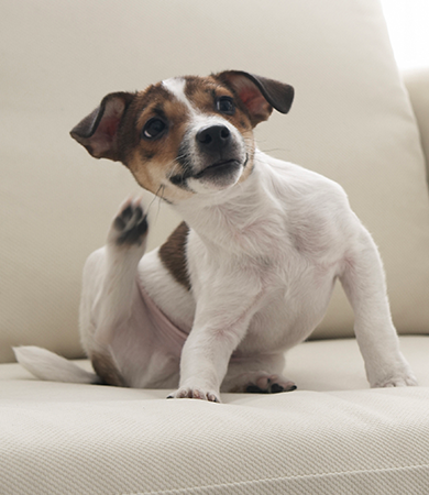 Image Link For Puces et tiques chez le chien : agir vite