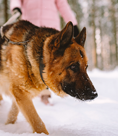 Image Link For Mon chien a froid ? Signes et conseils