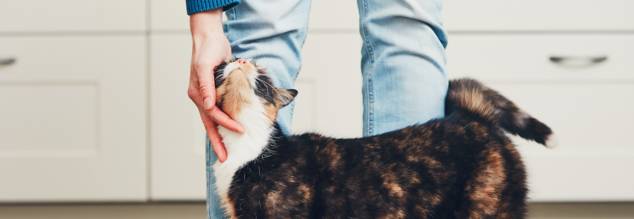 Chatte en chaleur, tout ce qu'il faut savoir