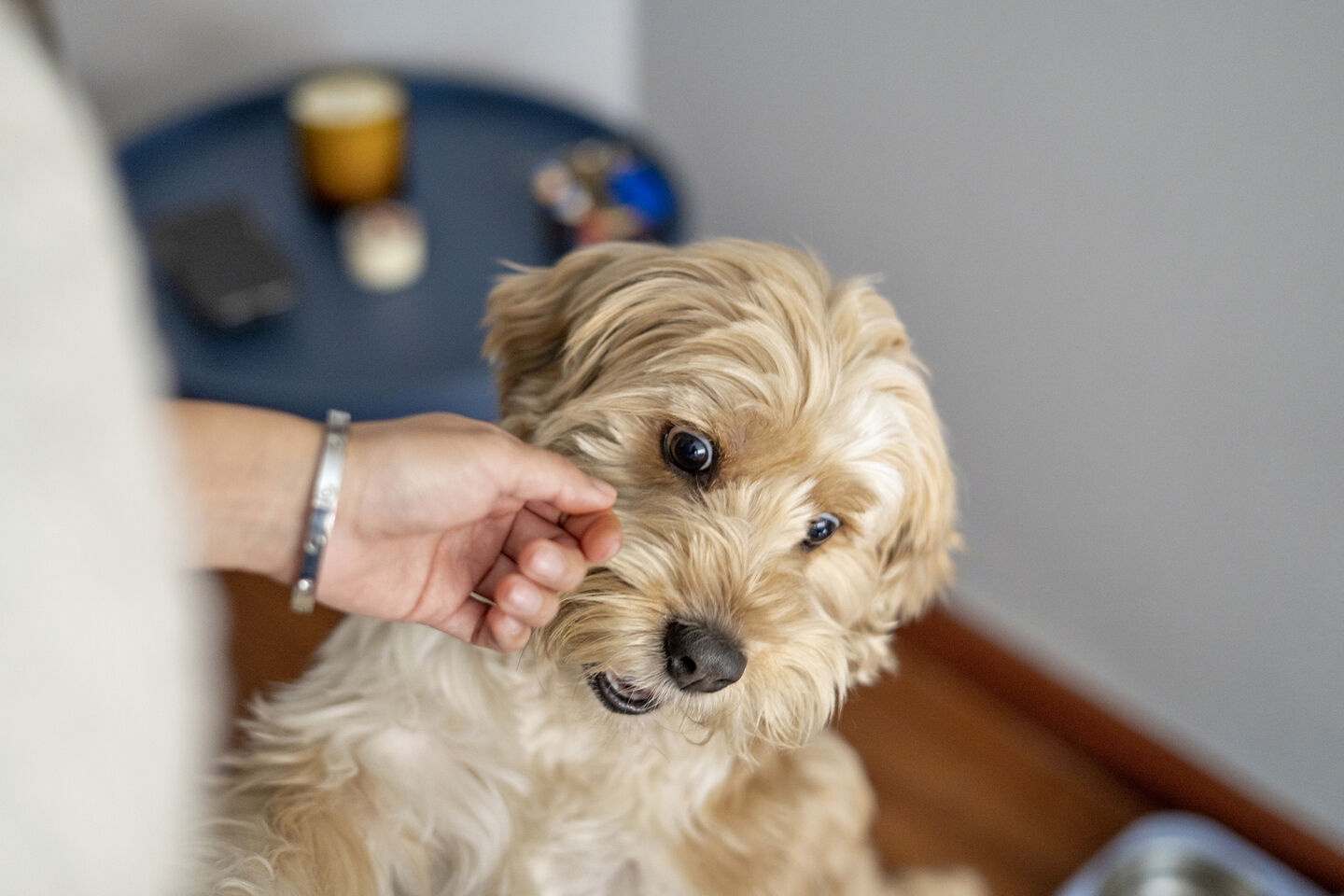 Pet parent caressant son chien