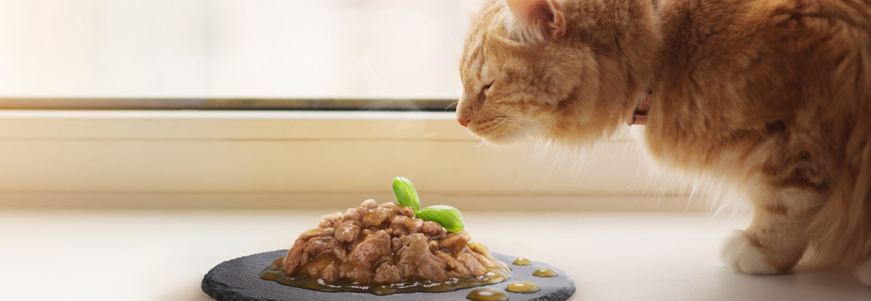 chat devant un bol de nourriture