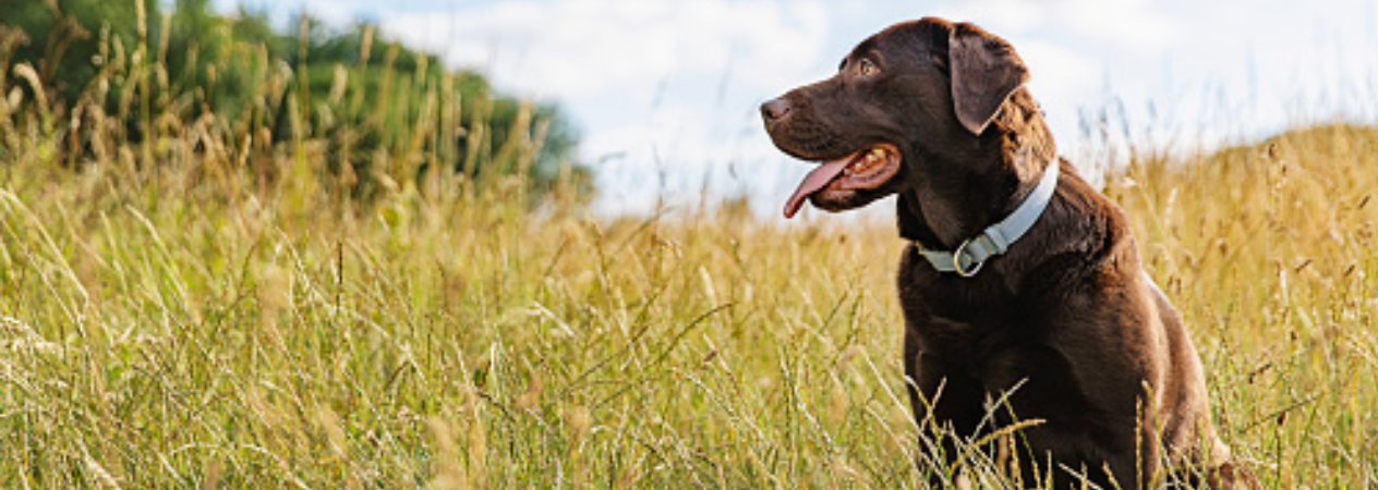 Tiques chez les chiens