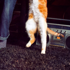 Image Link For La meilleure musique pour détendre vos chiens et chats