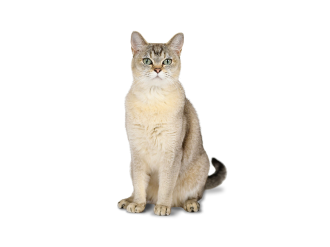 Burmilla