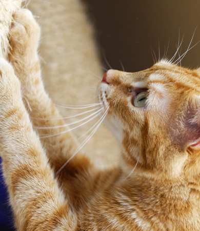 Image Link For Pourquoi le chat fait ses griffes ?