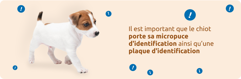 Comment préparer le kit de promenade ?
