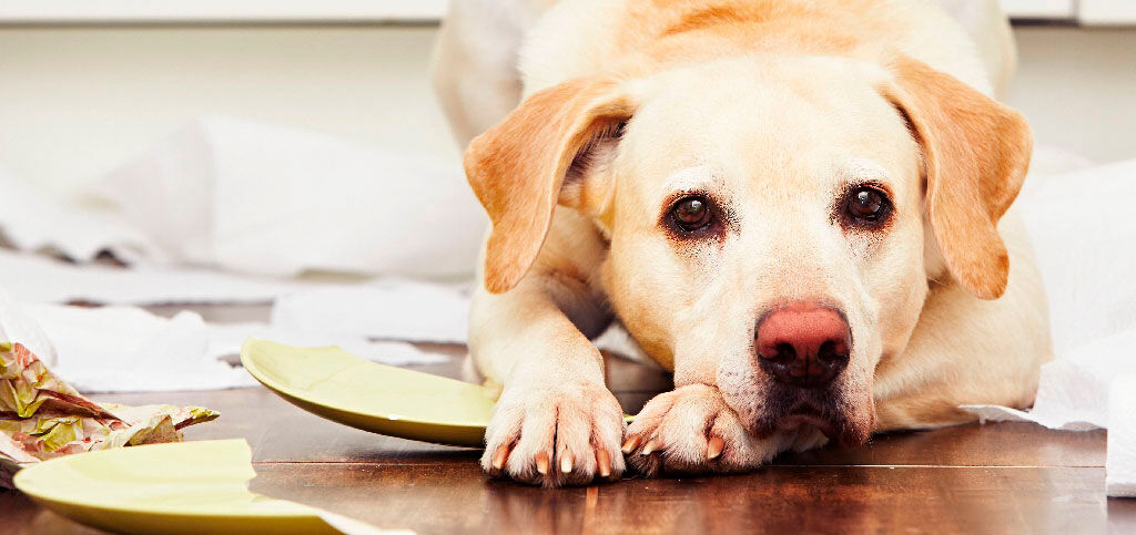 chien qui s'ennuie