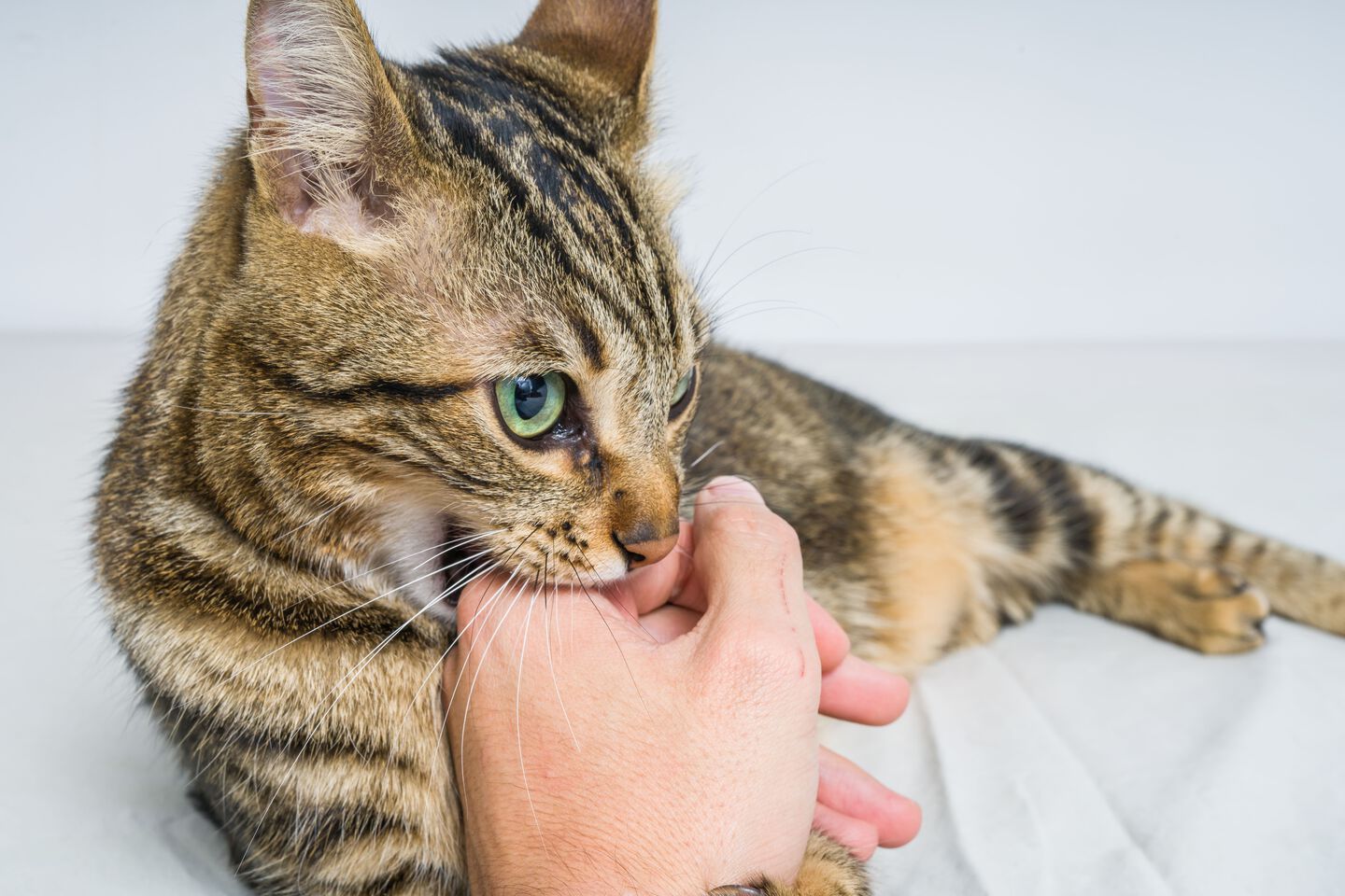 Un chat tigré mord le doigt de son pet parent