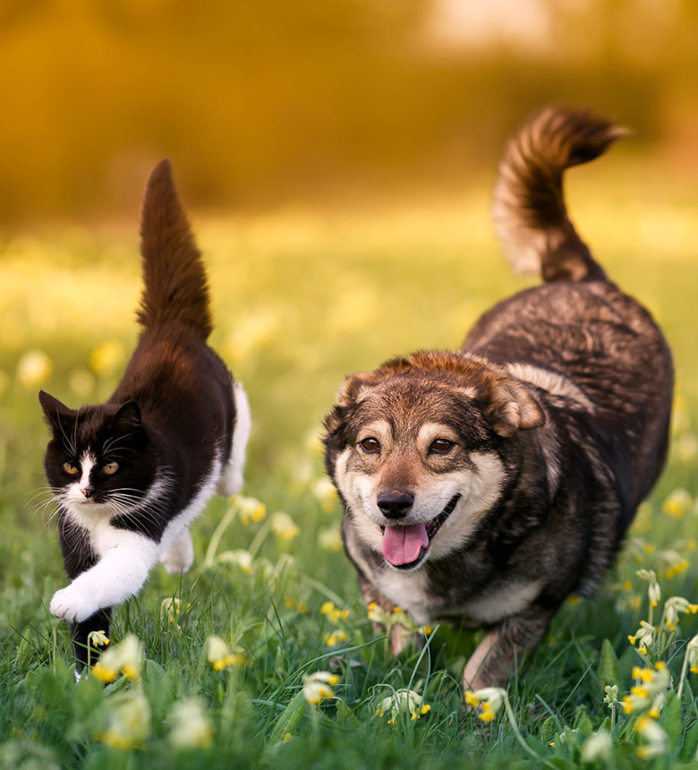 Image Link For Protéines de qualité pour chiens et chats