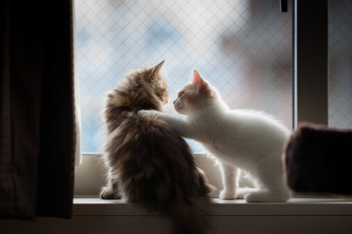 Les chatons se font des amis