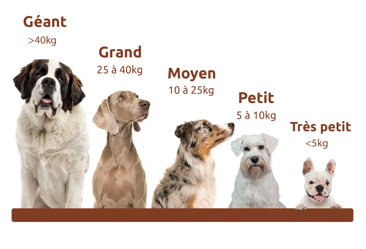 différentes tailles de chiens