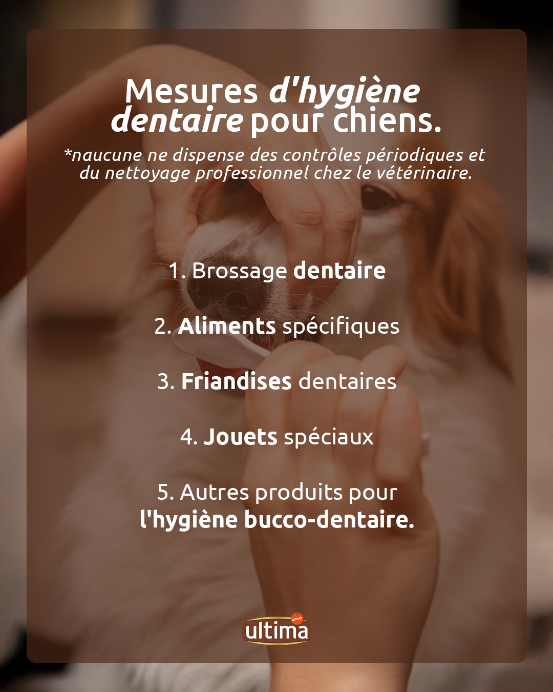 Mesures d'hygiène dentaire pour les chiens