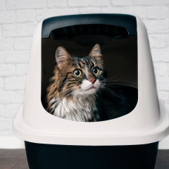 Image Link For La litière du chat, un élément important