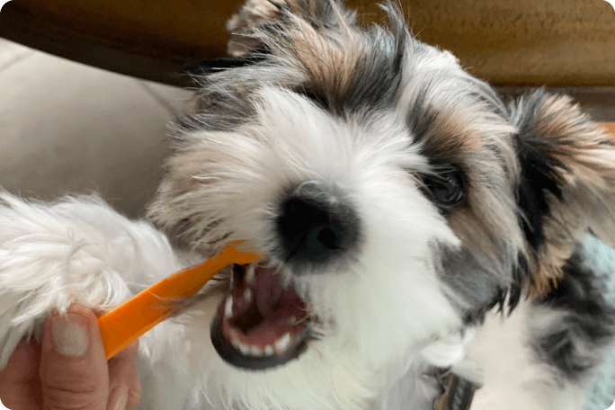 Brossez les dents de votre chien
