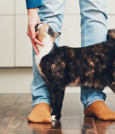 Image Link For Chatte en chaleur : signes et conseils utiles